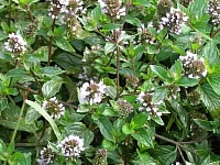 Mentha piperata